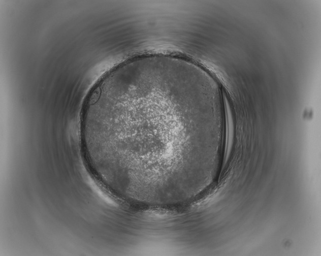 X0000092020630200709061554