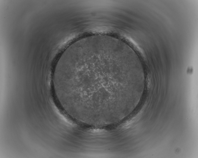 X0000092020637200709061554