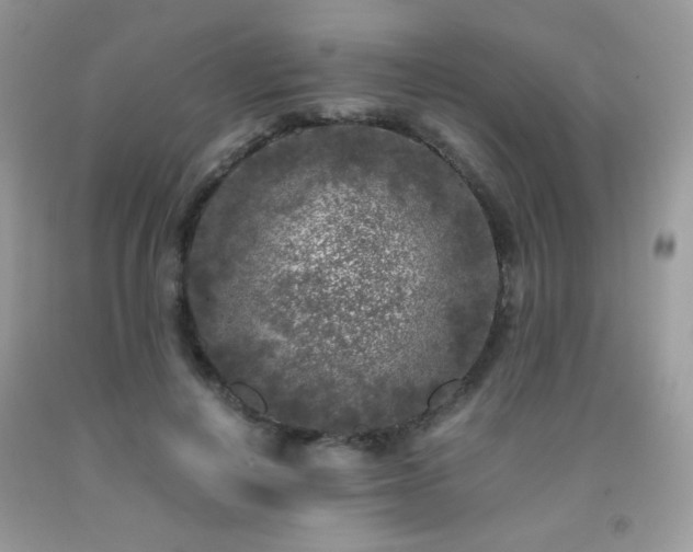 X0000092020648200709061554