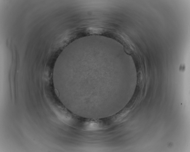 X0000092020655200709061554