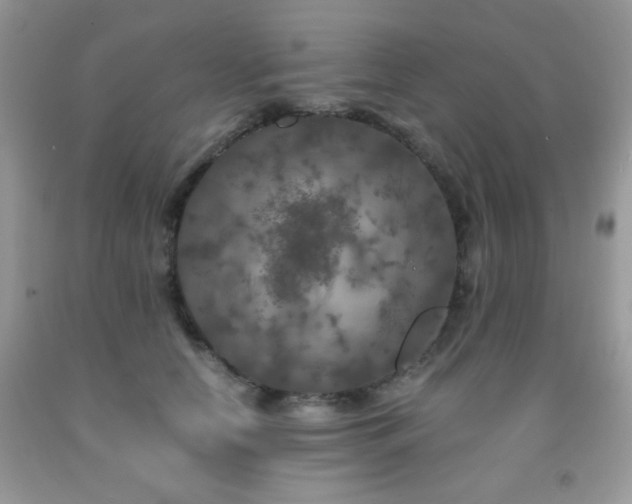 X0000092020658200709061554
