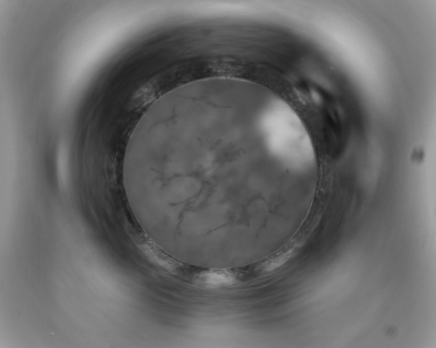 X0000092020765200709061553