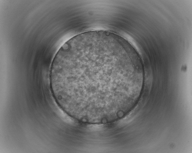 X0000092020810200709061552