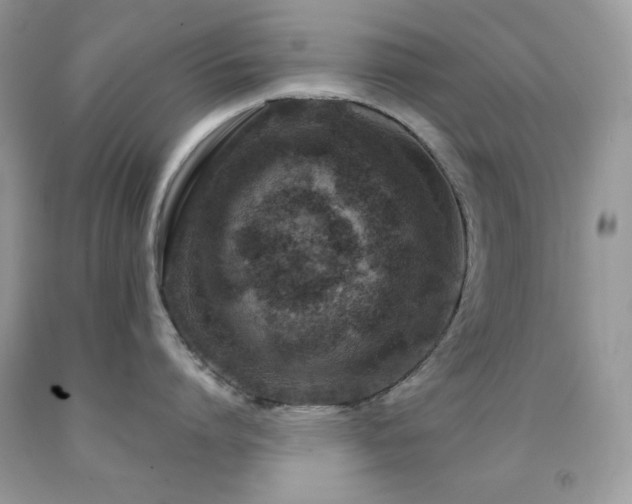 X0000092020864200709061552