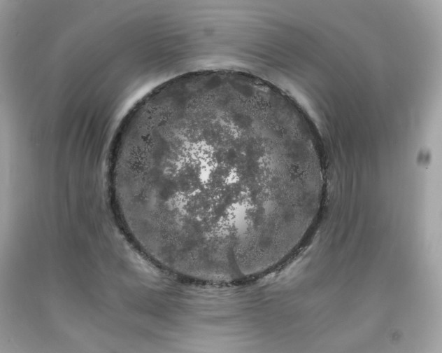 X0000092020975200709061550