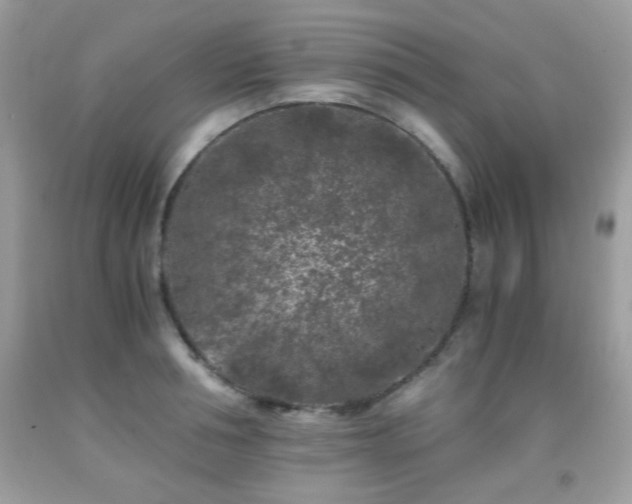 X0000092020994200709061549
