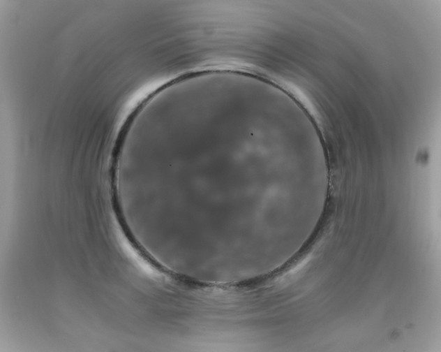X0000092020995200709061549
