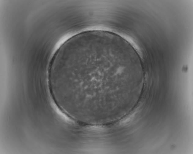 X0000092020998200709061549
