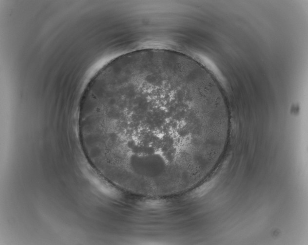 X0000092021035200709061549