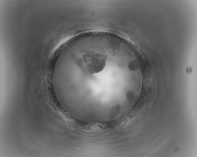 X0000092021255200709061546
