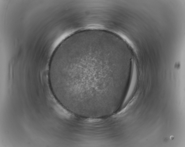 X0000092021325200709061545