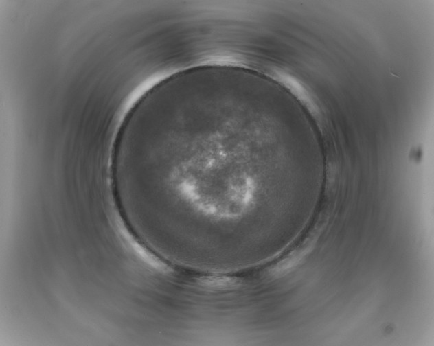 X0000092021331200709061545