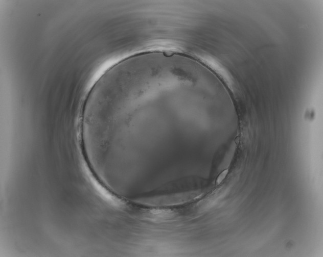 X0000092021383200709061544
