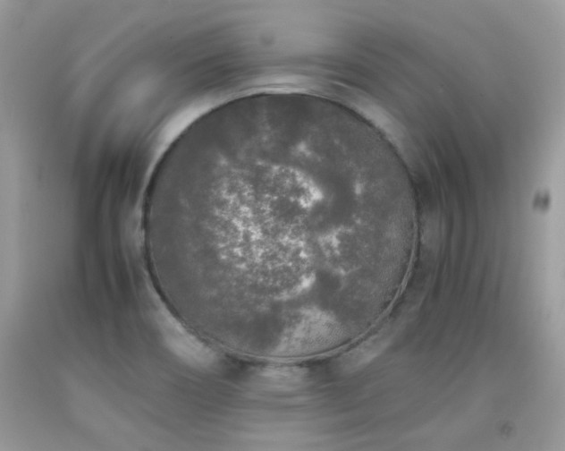 X0000092021466200709061543
