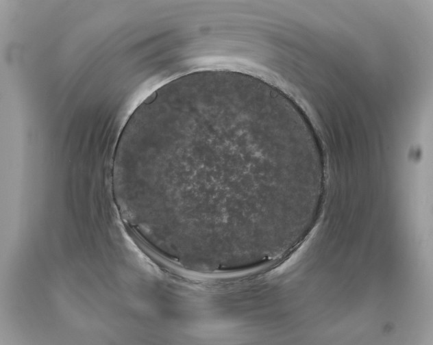 X0000092021529200709061543