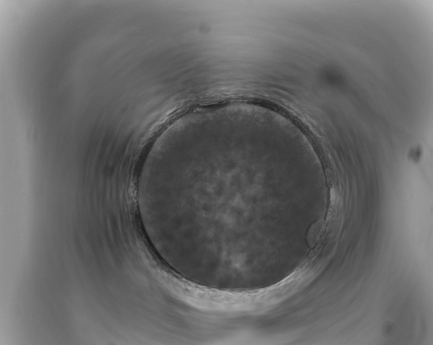 X0000092020048200709131607