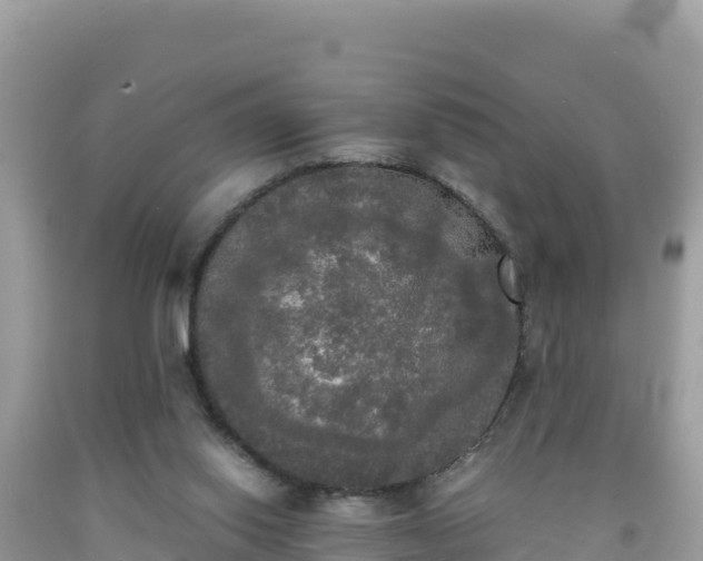 X0000092020062200709131606