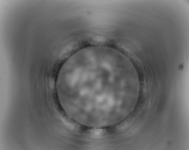 X0000092020711200709131556