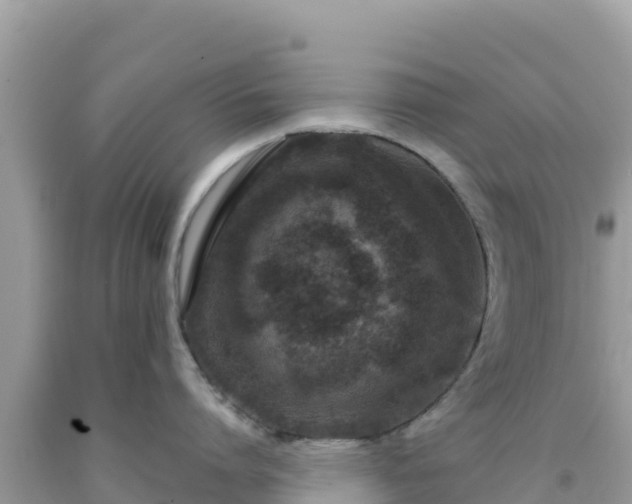 X0000092020864200709131555