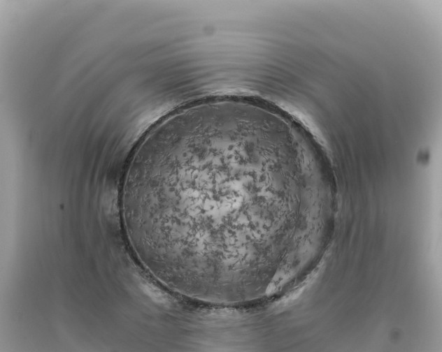 X0000092020881200709131554