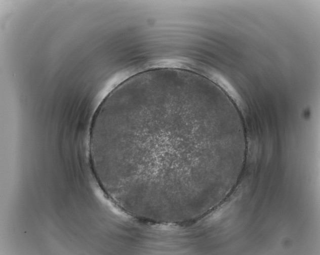 X0000092020994200709131552