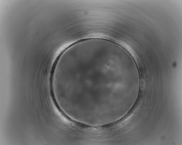 X0000092020995200709131552