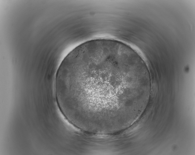 X0000092021295200709131548
