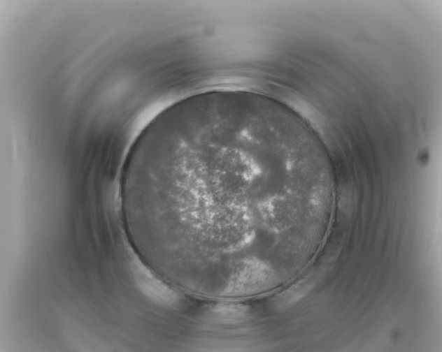 X0000092021466200709131545