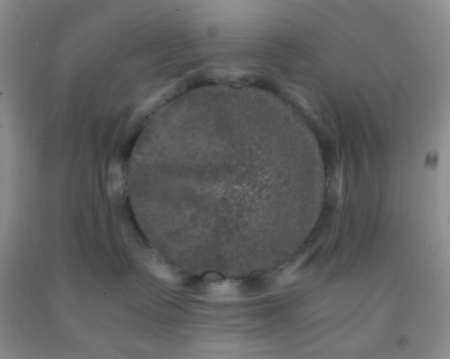 X0000092020335200709201556