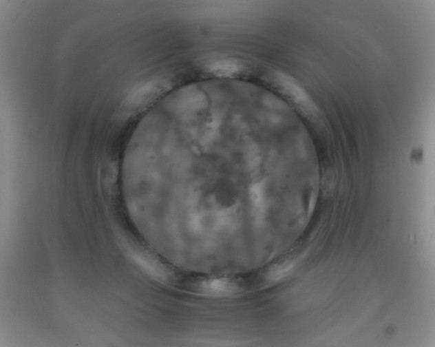 X0000092020365200709201556