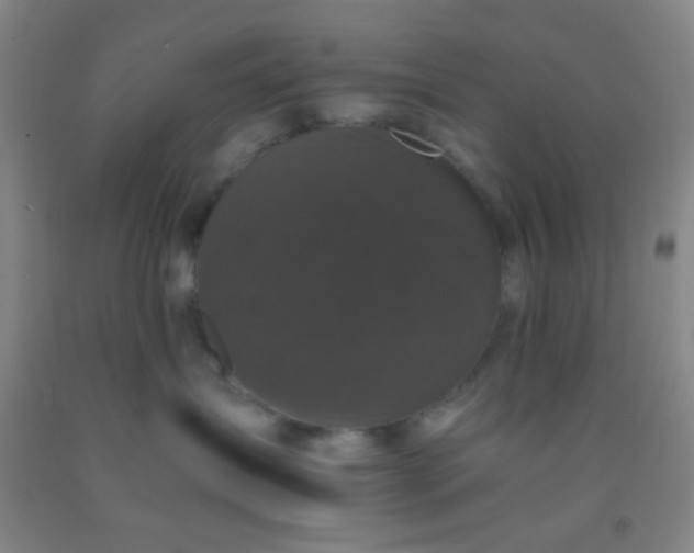 X0000092020431200709201555