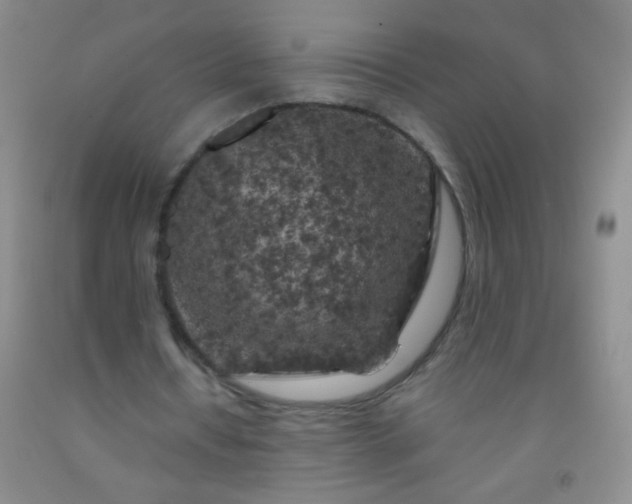 X0000092020434200709201555