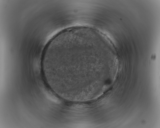 X0000092020488200709201554