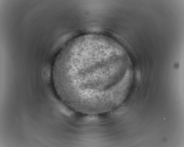 X0000092020668200709201553