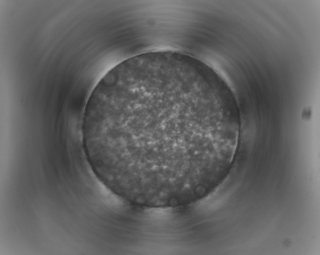 X0000092020810200709201550