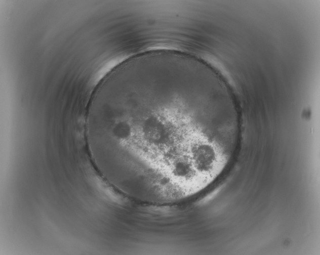 X0000092021121200709201546