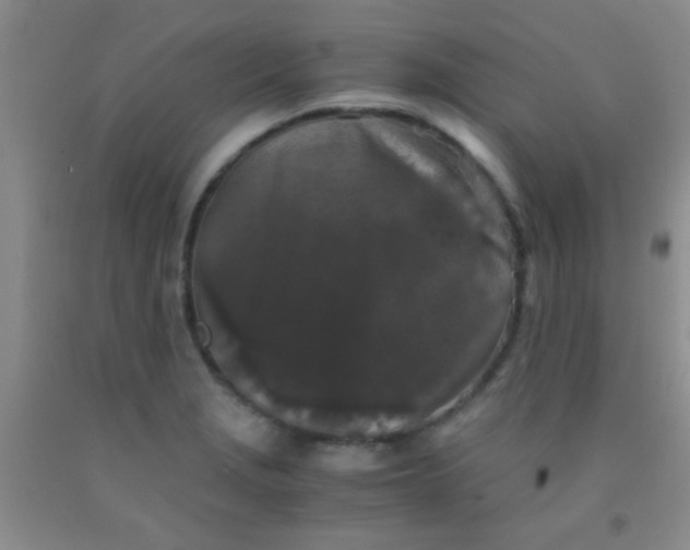 X0000092021229200709201545