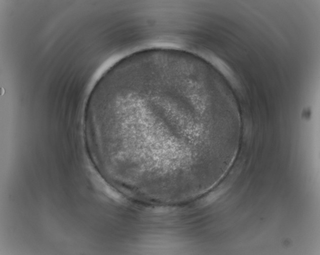 X0000092021240200709201545