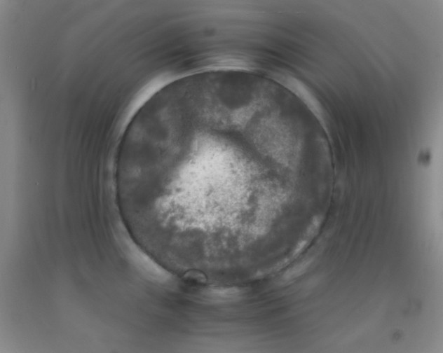 X0000092021243200709201545