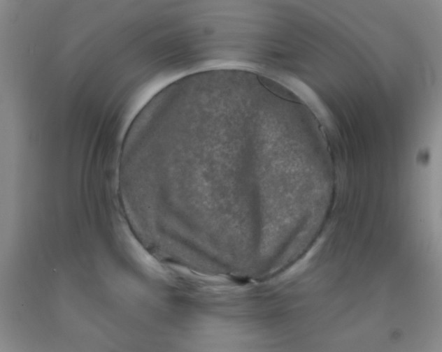 X0000092021244200709201545