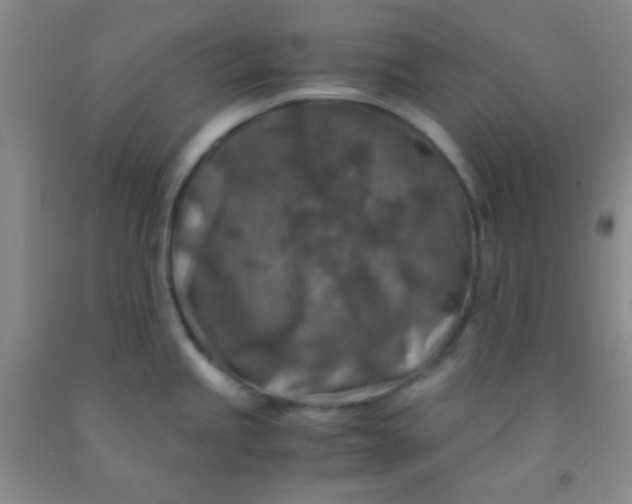 X0000092021245200709201545