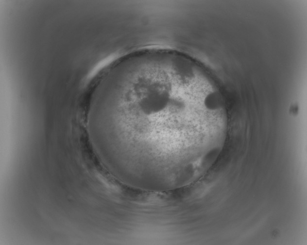 X0000092021255200709201545