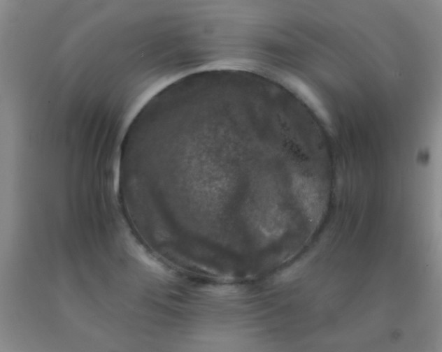 X0000092021276200709201544