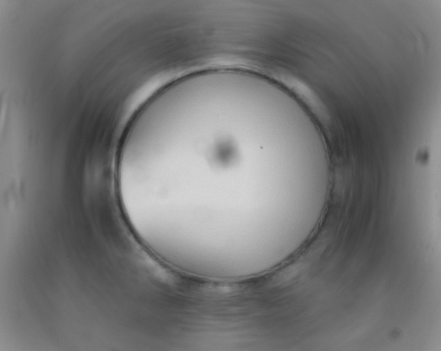 X0000092021286200709201544