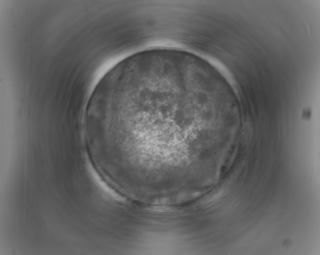 X0000092021295200709201544