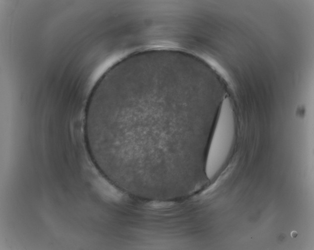 X0000092021325200709201544