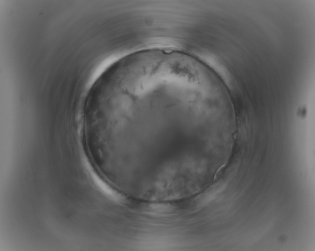 X0000092021383200709201543