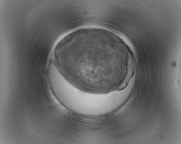 X0000092021388200709201543