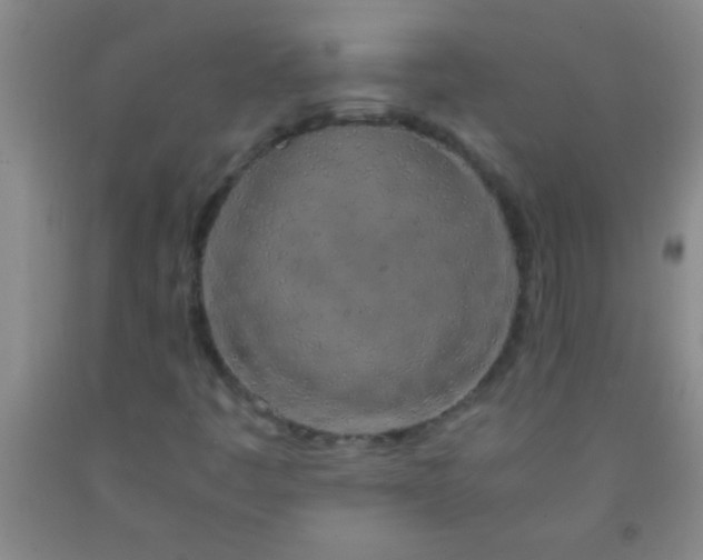 X0000092021445200709201542