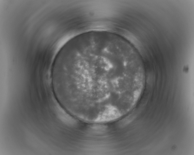 X0000092021466200709201542